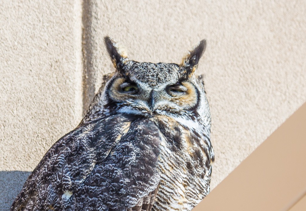 A great horned owl takes a morning break on the awning above the front doors of the Chapman Building on the Fairbanks campus.