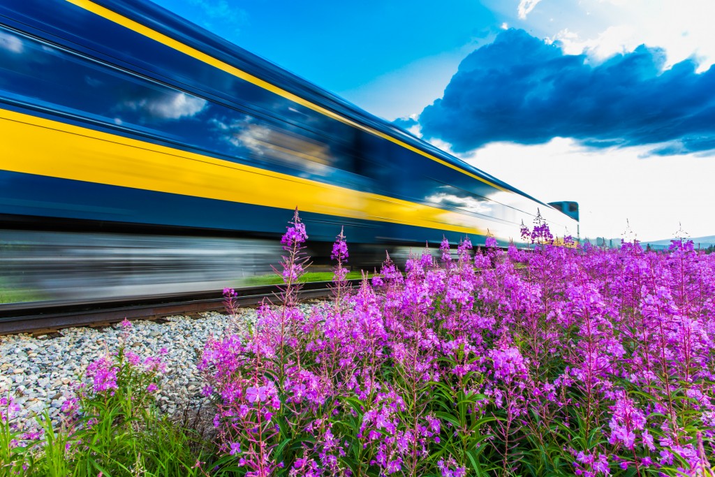 An Alaska Railroad passenger train zooms past a patch of fireweed on the Fairbanks campus about 8:30 on a July night.