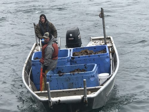 Kodiak Kelp Co. harvesters approach a dock with a load of freshly collected seaweed for Blue Evolution, a California-based company that is expanding its farming operations in Alaska.