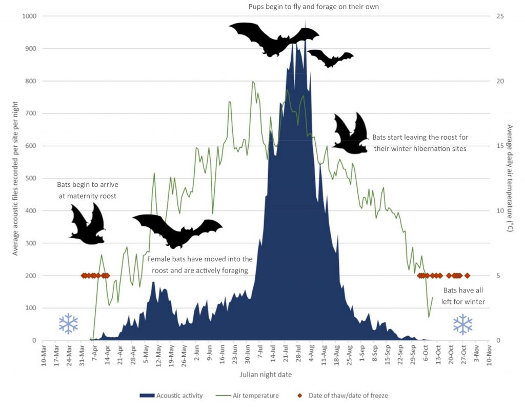 <i>Image courtesy of Jesika Reimer</i><br>Biologist Jesika Reimer of Taiga Wildlife Research in Anchorage created this graphic showing the summer activity of little brown bats in northern Alaska. 