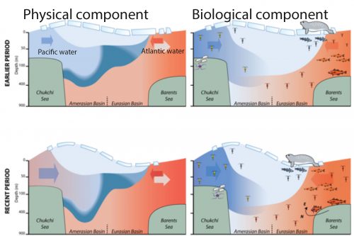 <i>Graphic adapted from Frontiers in Marine Science paper</i><br />This conceptual model shows the influx of Pacific and Atlantic water into the Arctic Ocean in the past compared to recent years. Blue indicates cool water and red indicates warm water. Arrows indicate the direction of water flow. 