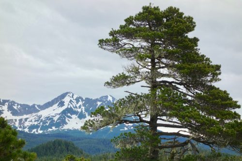 A shore pine, a type of lodgepole pine, grows near the town of Yakutat.